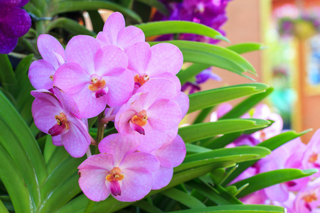 Closeup of red pink orchid phalaenopsis. Bouquet of flowers orchids. orchids of thailand.