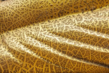 Abstract background texture of metal plate in yellow gold oil color paint for design with copy space for text or image. Center focus. Blurry edged.の写真素材