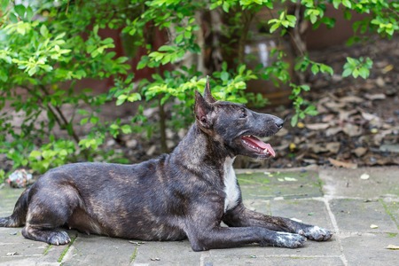 Thai dog resting on grunge concrete floor.の写真素材