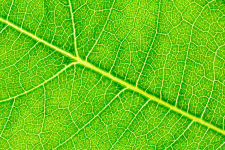 Leaf texture, leaf background for design. Leaf motifs that occurs natural.の写真素材