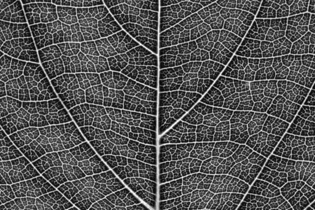 Leaf texture pattern for spring background, environment and ecology concept design. Color effect.