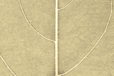 Leaf texture pattern for spring background, environment and ecology concept design. Color effect