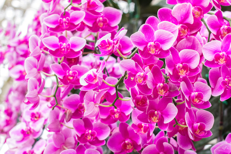 Orchids flowers and green leaves background in garden. Orchids is considered the queen of flowers in Thailand.の写真素材