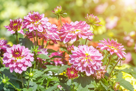 Beautiful flower and green leaf background in garden at sunny summer or spring day.の写真素材