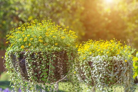 Beautiful flower and green leaf background in garden at sunny summer or spring day.の写真素材