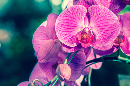 Beautiful orchid flower and green leaves background in the garden at winter or spring day. Orchids is considered the queen of flowers in Thailand. Vintage style effect picture.の写真素材