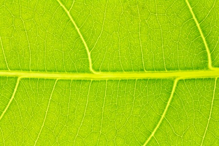 Leaf texture pattern for spring background, environment and ecology concept design.
