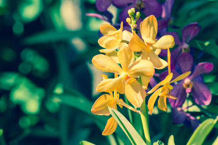 Orchid flower in garden at winter, spring for postcard beauty, agriculture idea concept design. Orchids are export business products of Thailand that make a lot of money. Vintage style effect picture.の写真素材