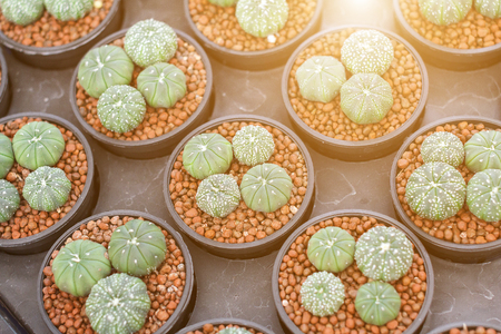 Cactus, Succulents in plastic pot with sunlight at tree market for decoration and landscape idea concept design.の写真素材