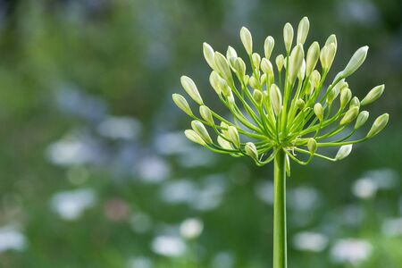 Beautiful flower and green leaf background in garden at sunny summer or spring day for postcard....