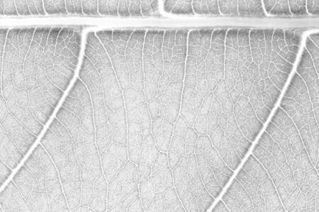 Leaf texture pattern background for graphic website template. spring beauty. environment and ecology idea concept design. Color effect picture.の写真素材