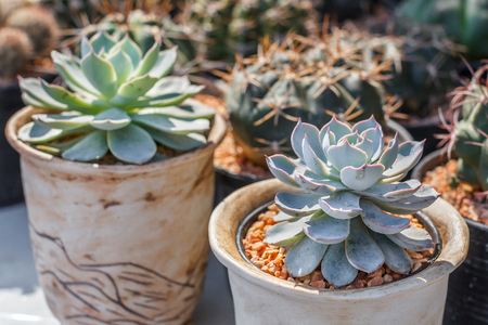Succulents or cactus in clay pot at tree market for decoration and landscape idea concept design.の写真素材
