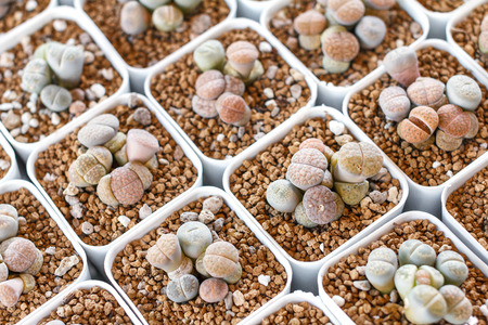 Succulents or cactus in plastic pot at tree market for decoration and landscape idea concept design.の写真素材