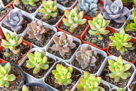 Succulents or cactus in plastic pot at tree market for decoration and landscape idea concept design.の写真素材