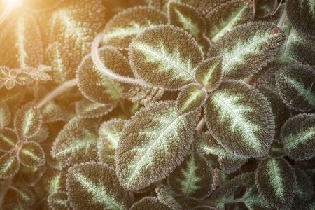 Leaf texture or leaf background for graphic website template. spring beauty. environment and ecology...