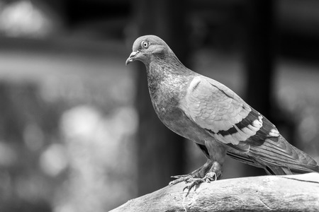 Rock pigeon, Rock dove on a tree branch. Black and white.の写真素材