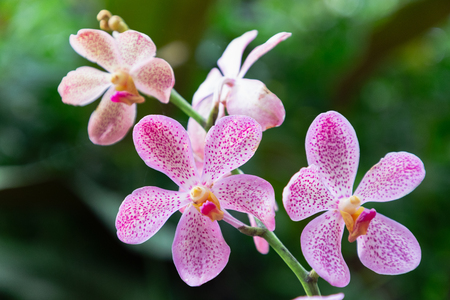Orchid flower in orchid garden at winter or spring day for postcard beauty and agriculture idea concept design. Mokara Orchid.の写真素材