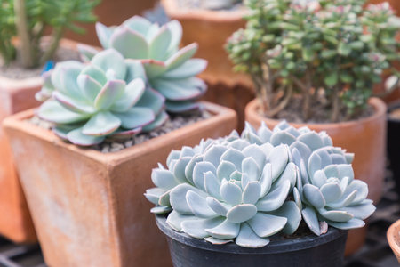 Succulents cactus in desert botanical garden for decoration and agriculture design.の写真素材