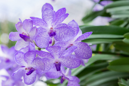 Orchid flower in orchid garden at winter or spring day for postcard beauty and agriculture idea concept design. Vanda Orchid.の写真素材