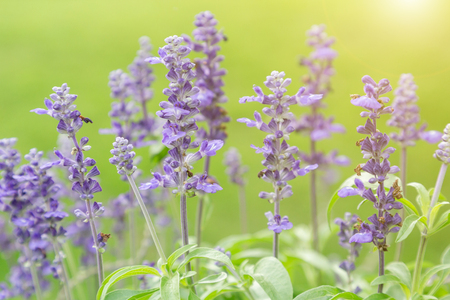 Flower and green leaf background in garden at sunny summer or spring day for postcard beauty decoration and agriculture concept design. Lavender flower.の写真素材