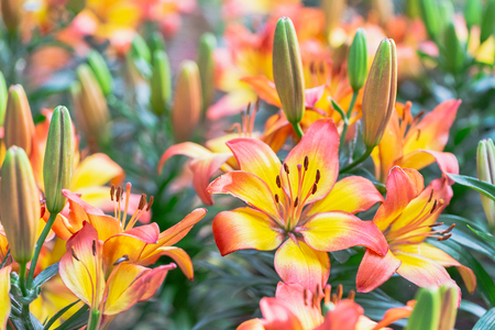 Lily flower and green leaf background in garden at sunny summer or spring day for beauty decoration and agriculture design. Lily Lilium hybrids.の写真素材