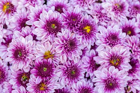 Daisy flower and green leaf background in flower garden at sunny summer or spring day for beauty...