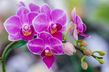 Orchid flower in orchid garden at winter or spring day for beauty and agriculture concept design. Phalaenopsis Orchidaceae.の写真素材