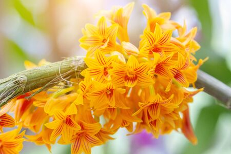 Orchid flower in orchid garden at winter or spring day for beauty and agriculture design. Dendrobium bullenianum Orchidaceae.の写真素材
