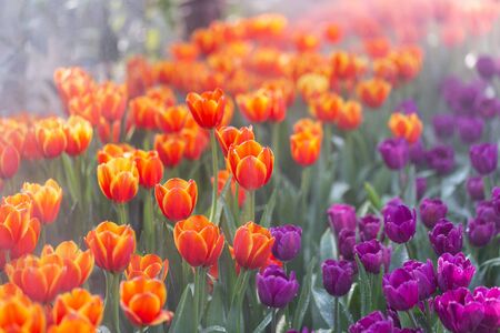 Colorful tulips grow and bloom in close proximity to one another in flower garden.の写真素材