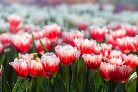 Colorful tulips grow and bloom in close proximity to one another in flower garden.の写真素材