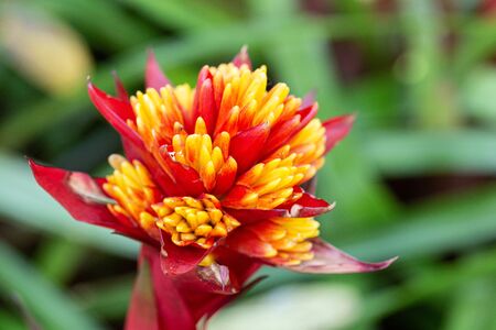 Bromeliad in various color in garden at sunny summer or spring day for postcard beauty decoration and agriculture design.の写真素材