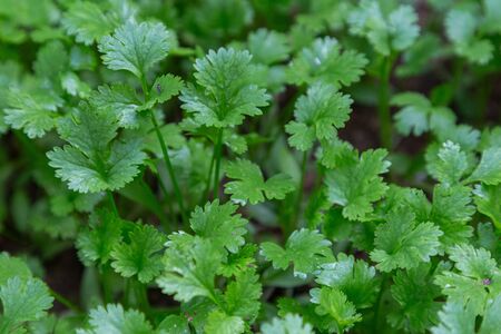 Coriander plant in vegetables garden for health, food and agriculture concept design.の写真素材