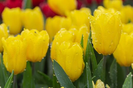 Colorful tulips grow and bloom in close proximity to one another in flower garden.の写真素材