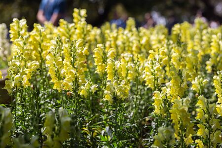Snapdragon flower in garden at sunny summer or spring day for beauty decoration and agriculture design. Yellow flower.の写真素材