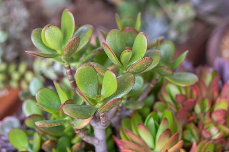 Succulents or cactus in desert botanical garden for decoration and agriculture design.の写真素材