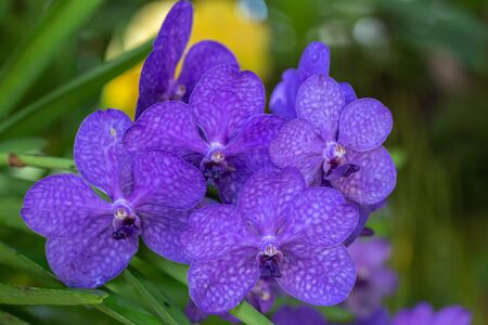 Orchid flower in orchid garden at winter or spring day for beauty and agriculture design. Vanda Orchidaceae.の写真素材