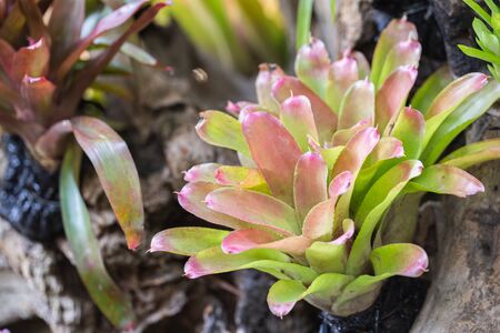 Bromeliad in various color in garden at sunny summer or spring day for decoration and agriculture design.の写真素材