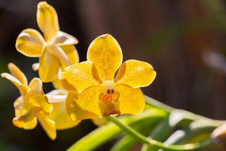 Orchid flower in orchid garden at winter or spring day for beauty and agriculture design. Mokara Orchidaceae.の写真素材