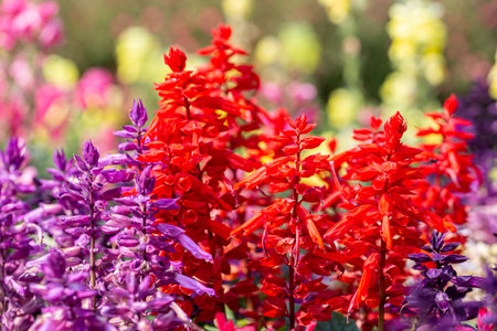 Salvia flowers in the garden at sunny summer or spring day.の写真素材