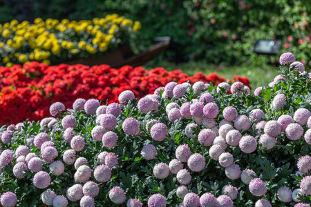 Pompom chrysanthemums flower in garden at sunny summer or spring day for decoration.の写真素材