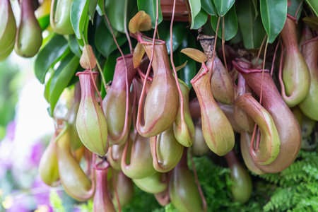 Nepenthes tropical carnivore plant in the garden.の写真素材