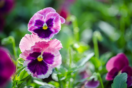 Viola flower in the garden at sunny summer or spring day.の写真素材