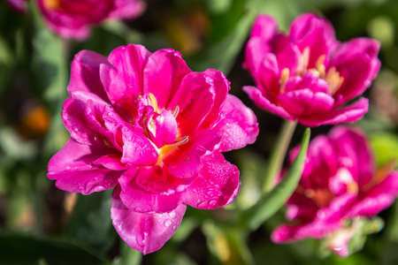 Colorful tulips on a windy spring day.の写真素材