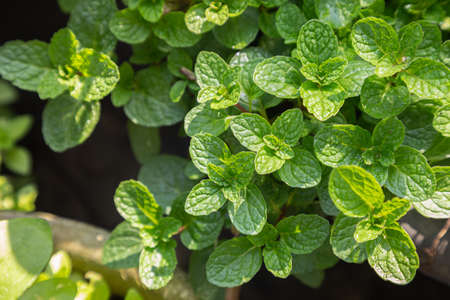 Mint leaves plant grow in organic vegetable garden.