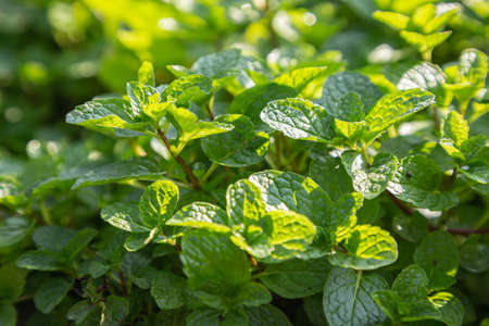 Fresh green mint leaves in vegetable garden