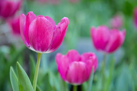 Amazing view of colorful tulip flowering in the garden at sunny summer or spring dayの写真素材