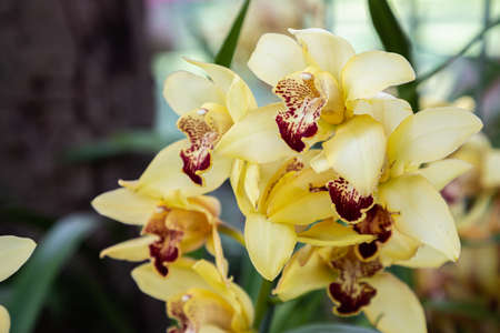 Orchid flower in orchid garden at winter or spring day. Cymbidium Orchidaceaeの写真素材