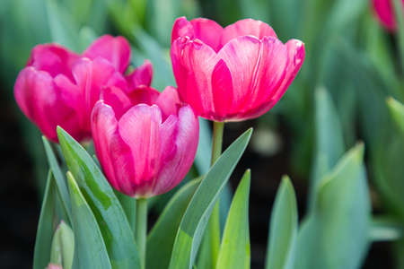 Colorful tulip flower in the garden at sunny summer or spring dayの写真素材