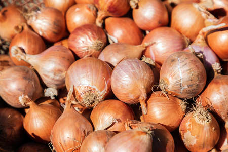 Fresh raw onions close upの写真素材