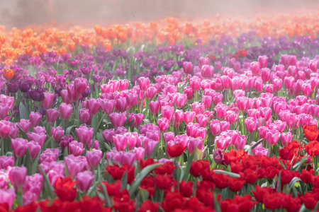 Spring blooming tulip field. Spring floral backgroundの写真素材